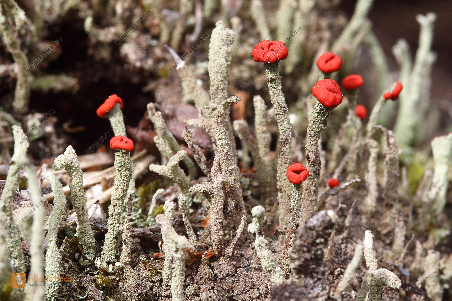 Cladonia bellidiflora Bild bestellen Naturbilder bei Wildlife Media