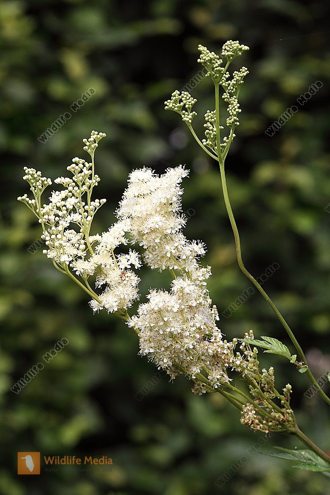 Bestellen Echtes Mädesüß (Filipendula ulmaria) in freier Wildbahn
