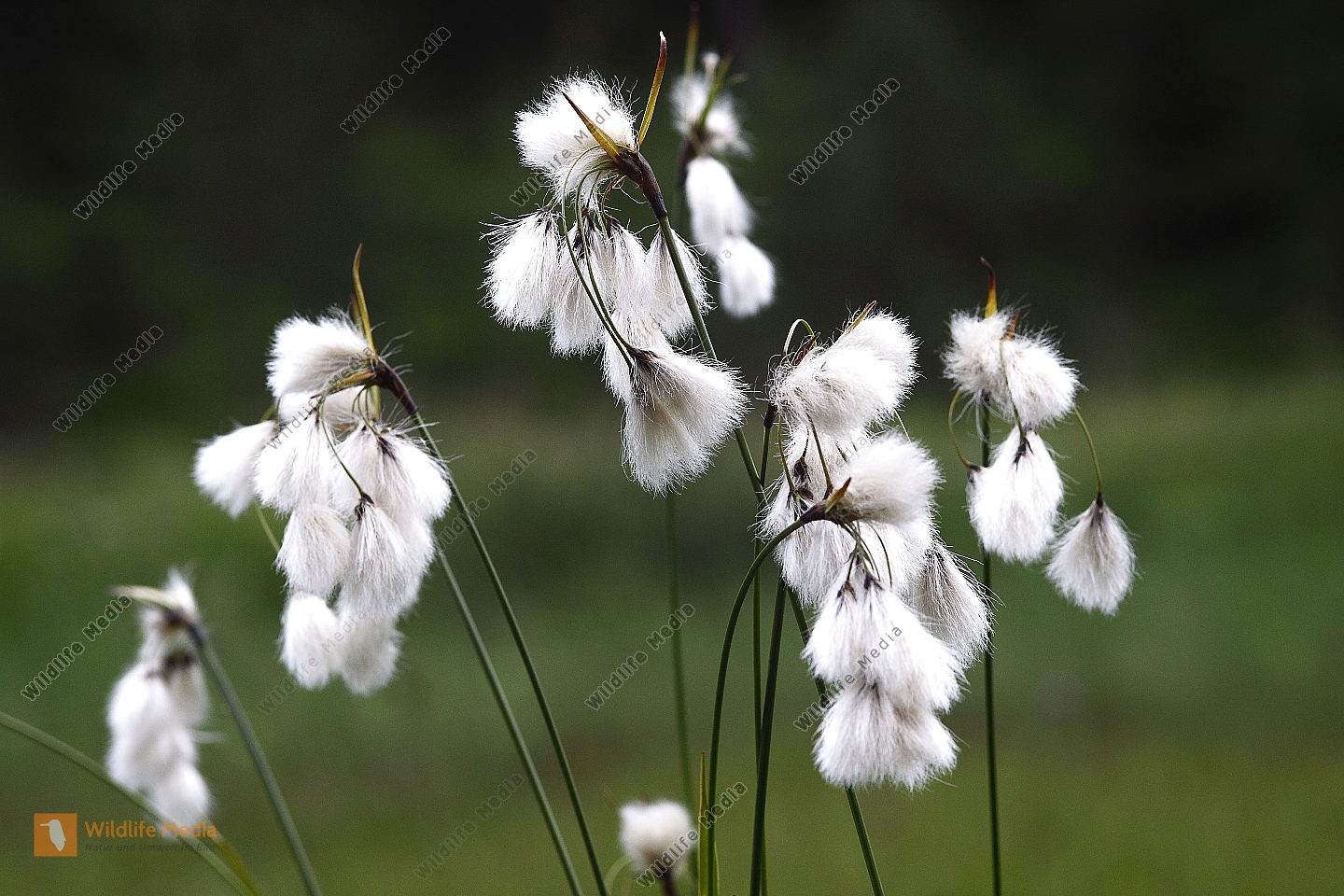 Bestellen Breitblättriges Wollgras (Eriophorum latifolium) in freier