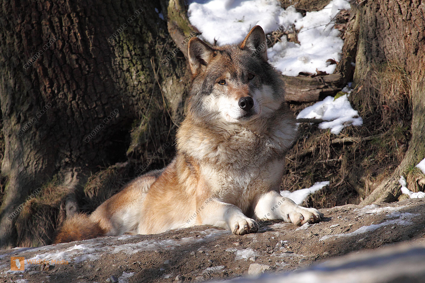 Wolf