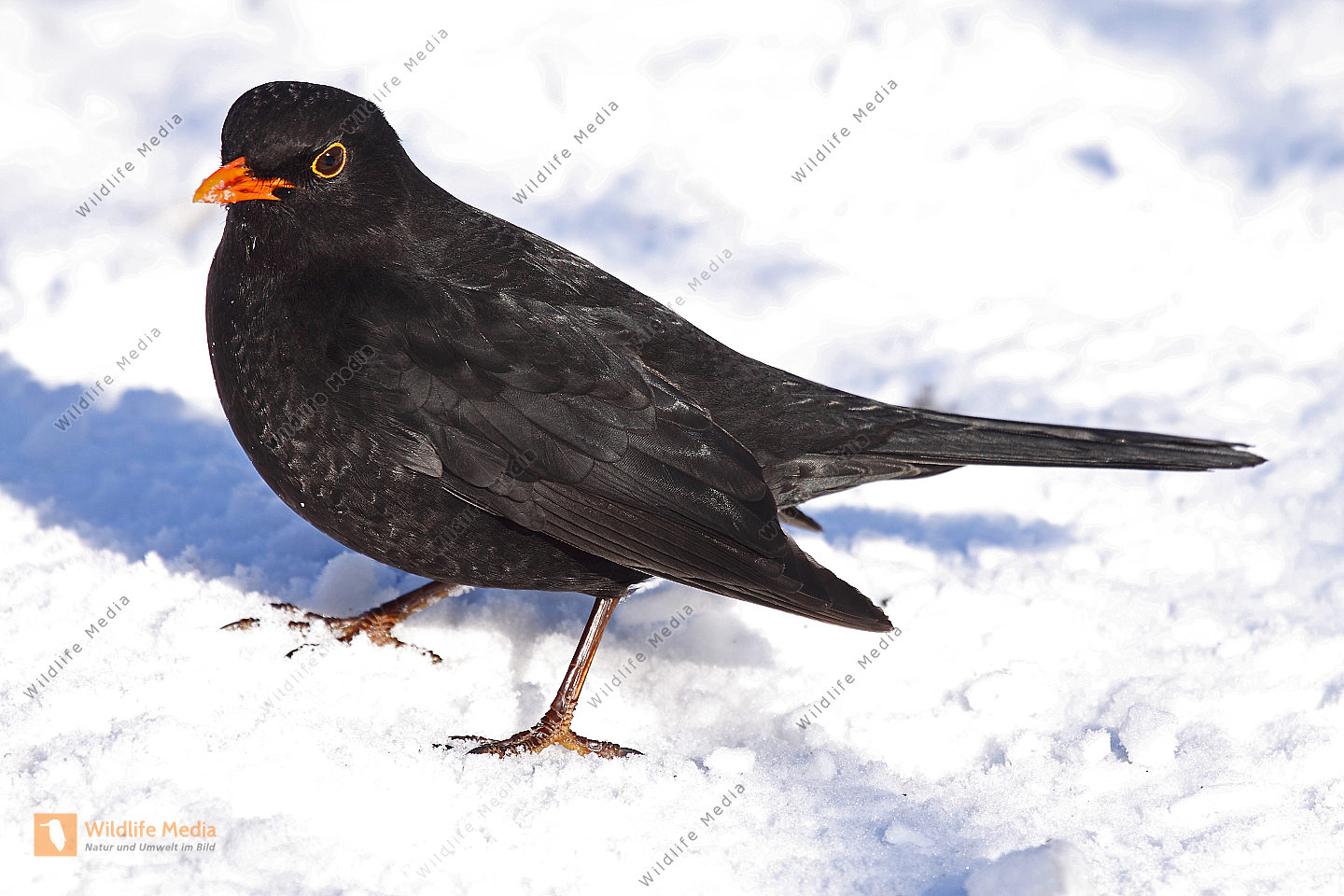 Bestellen Amsel (Amsel) in freier Wildbahn Bildagentur