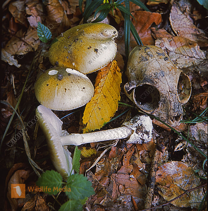 Pilze Bild bestellen - Naturbilder bei Wildlife Media