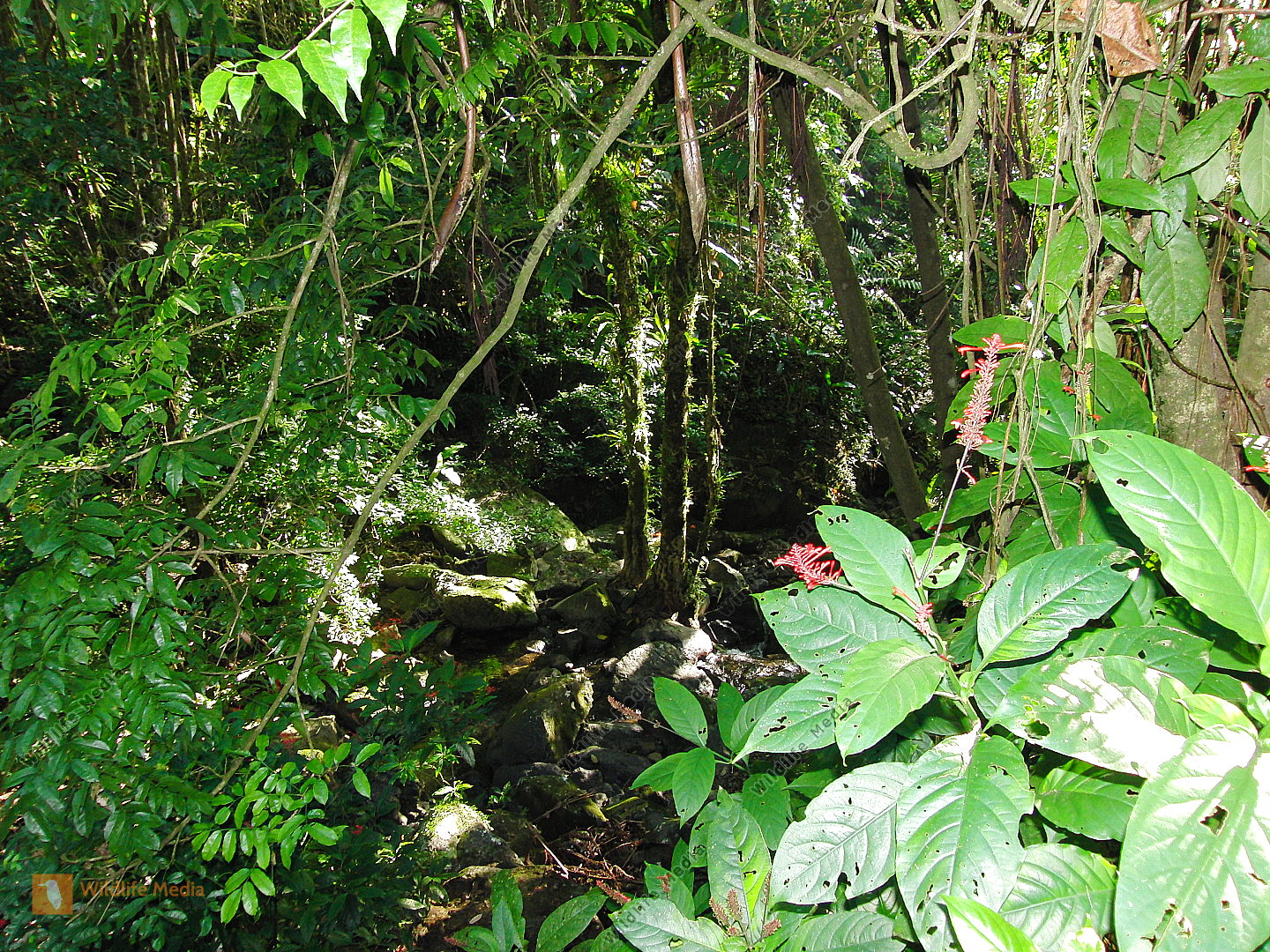 Karibischer Regenwald Bild bestellen - Naturbilder bei Wildlife Media