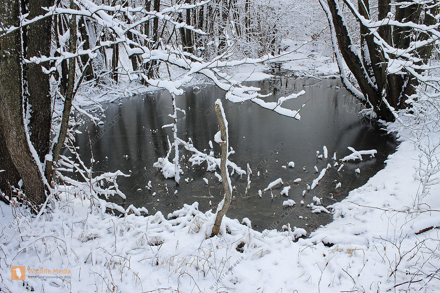 Waldteich Naturbilder bei Wildlife Media