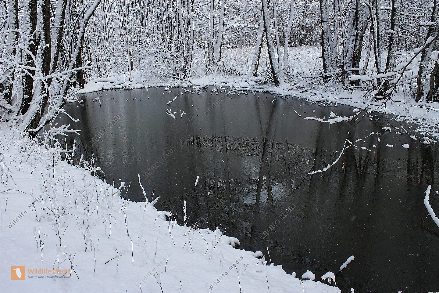 Waldteich Naturbilder bei Wildlife Media