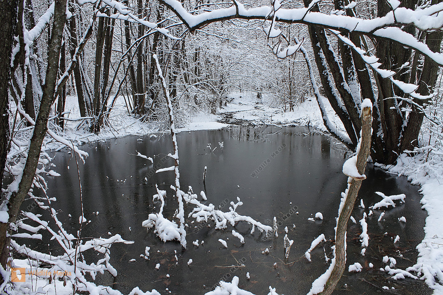 Bestellen Teich im Winter (Teich im Winter) Bild Bildagentur