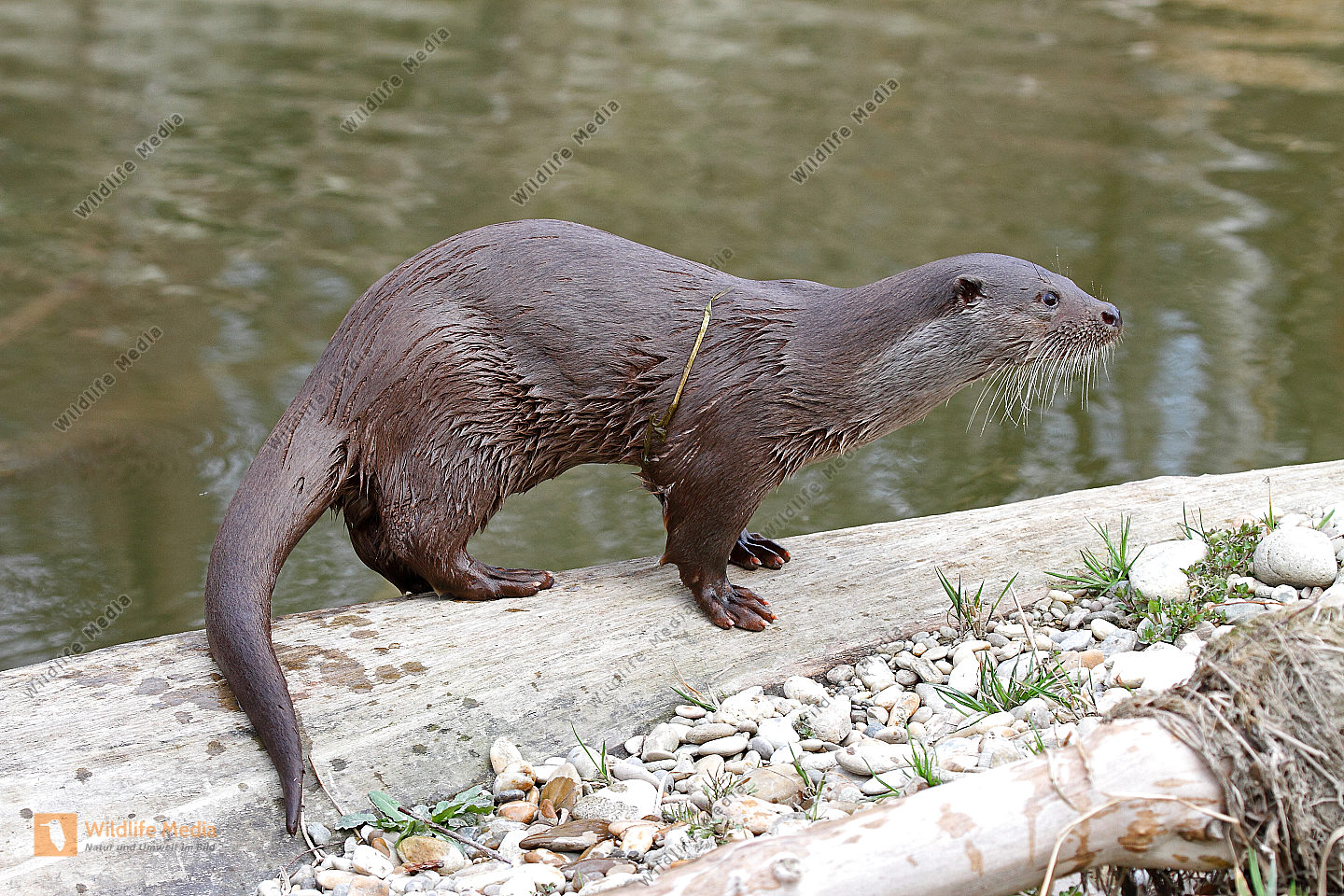 Fischotter Bild bestellen Naturbilder bei Wildlife Media