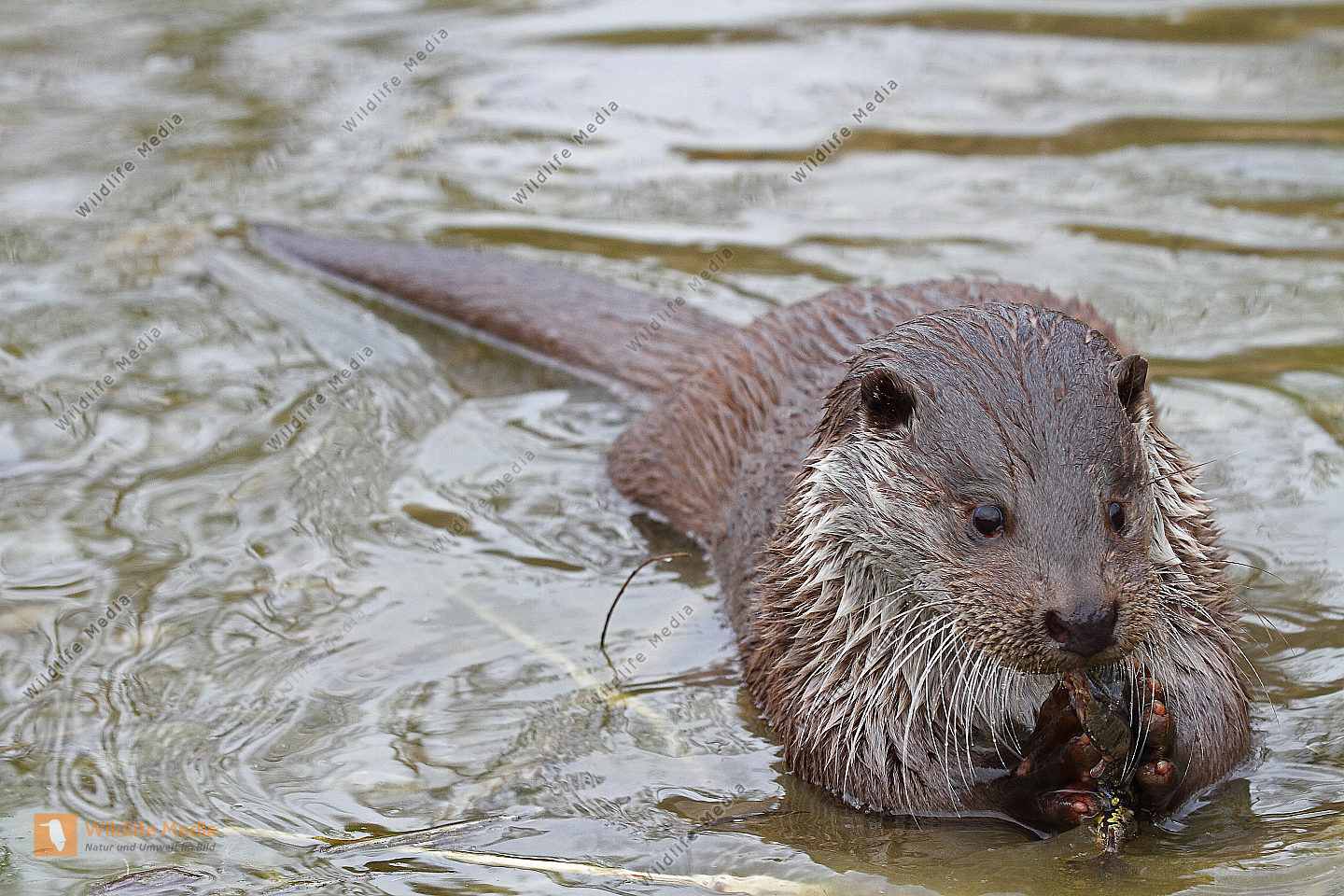 Fischotter Bild bestellen Naturbilder bei Wildlife Media