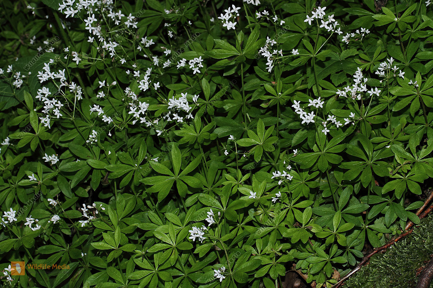 Bestellen - Waldmeister (Galium odoratum) in freier Wildbahn - Bildagentur