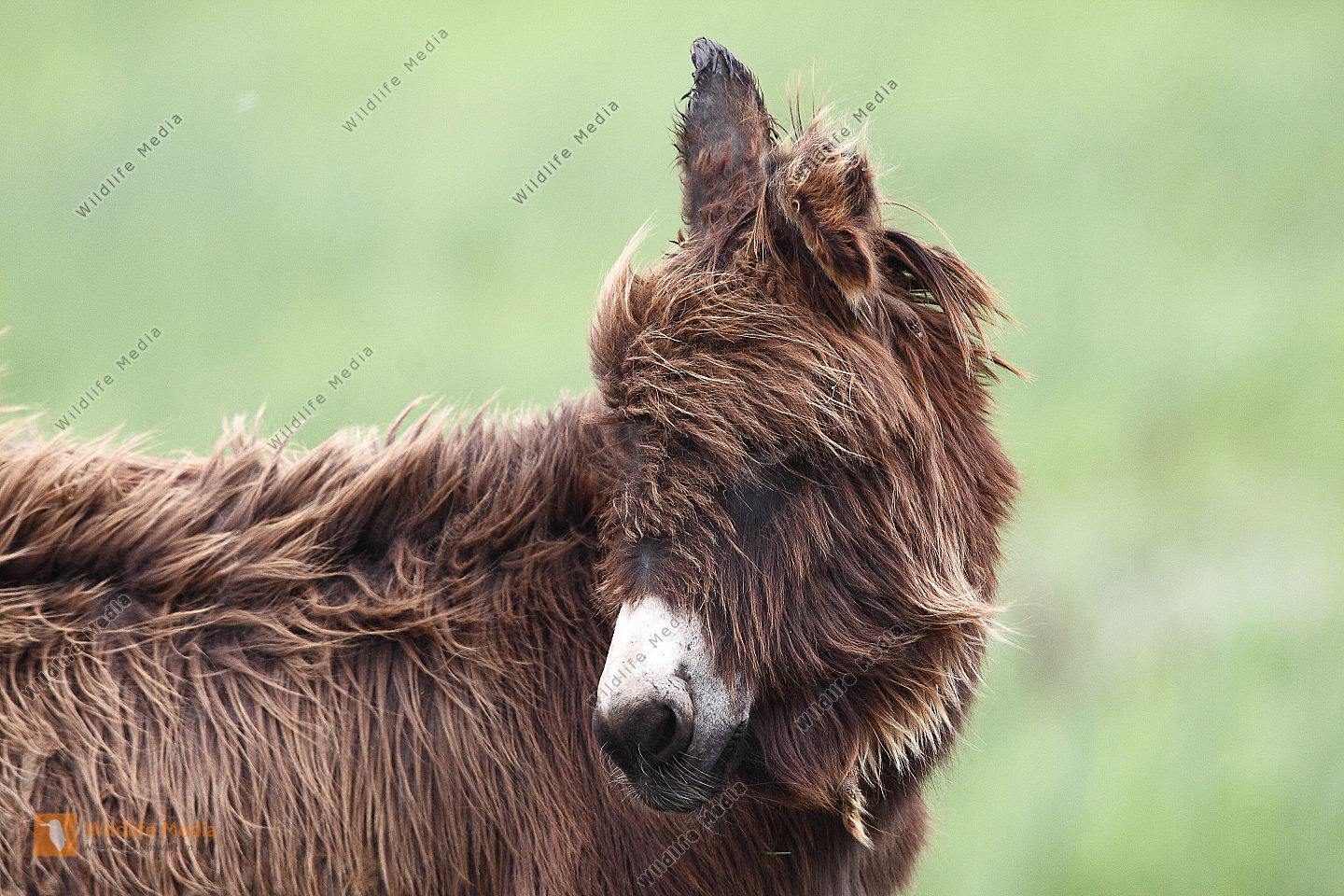 Bestellen - Esel (Equus asinus asinus) in freier Wildbahn - Bildagentur