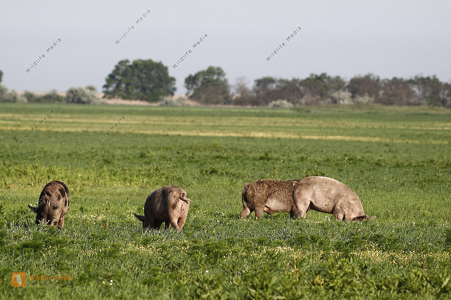 Hausschwein Bild bestellen Naturbilder bei Wildlife Media