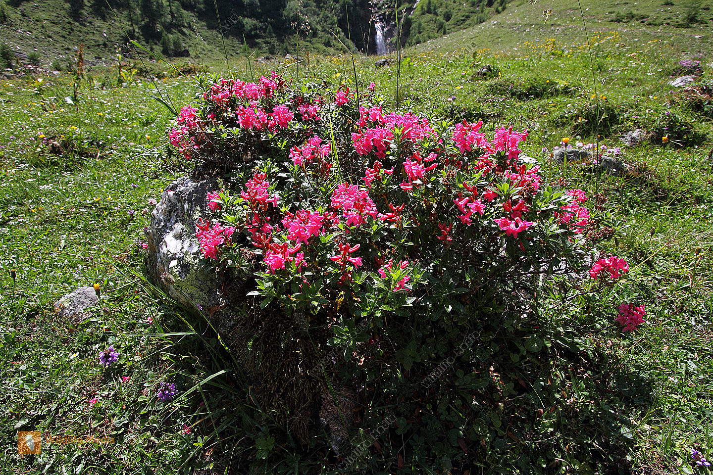 Bestellen Behaarte Alpenrose (Rhododendron hirsutum) in freier