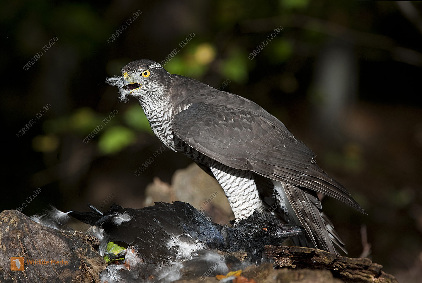 Bestellen Habicht (Accipiter gentilis) Bild Bildagentur
