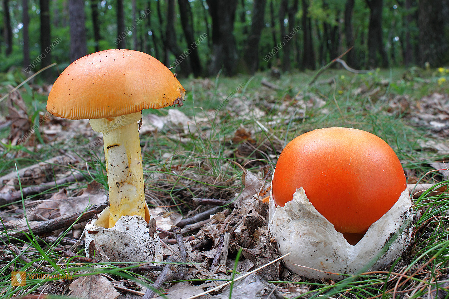 Bestellen Kaiserling (Amanita caesarea) in freier Wildbahn Bildagentur