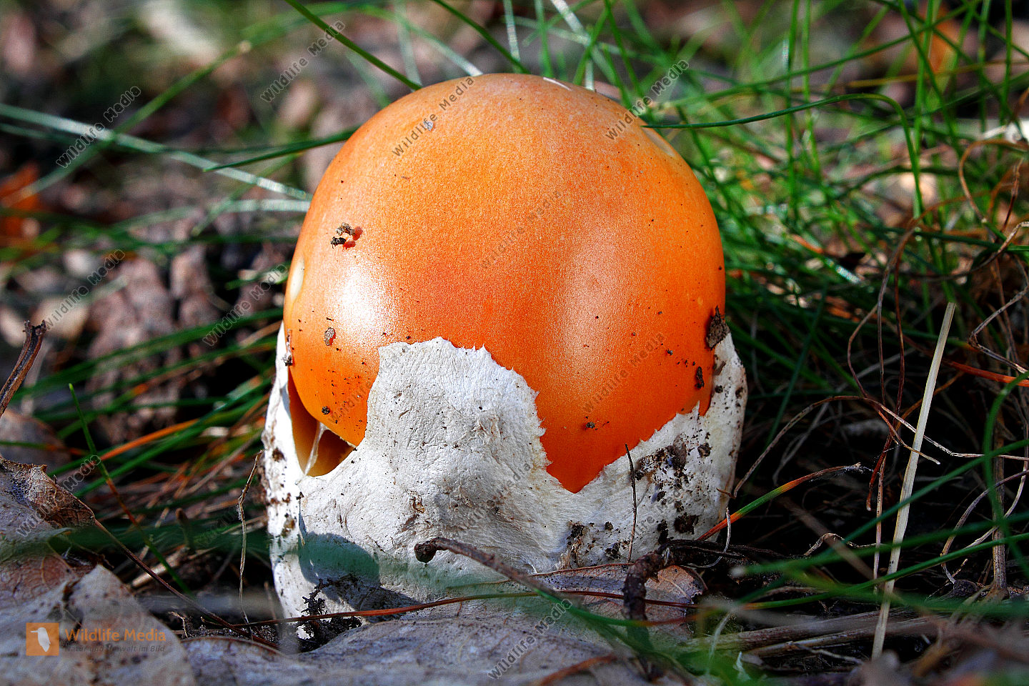 Kaiserling Bild bestellen Naturbilder bei Wildlife Media