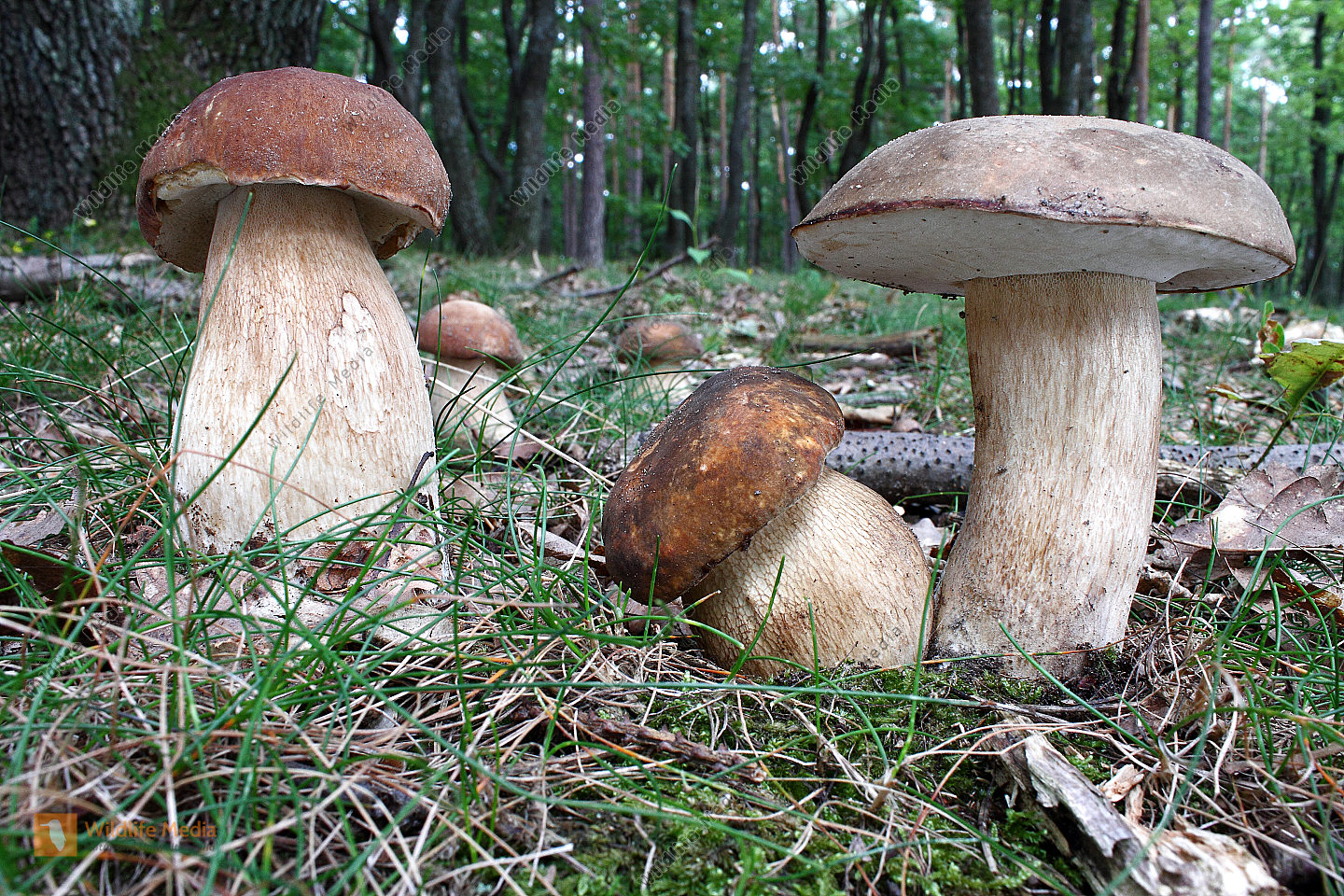 Steinpilz Bild Bestellen Naturbilder Bei Wildlife Media Steinpilz Bild Bestellen Naturbilder Bei Wildlife Media
