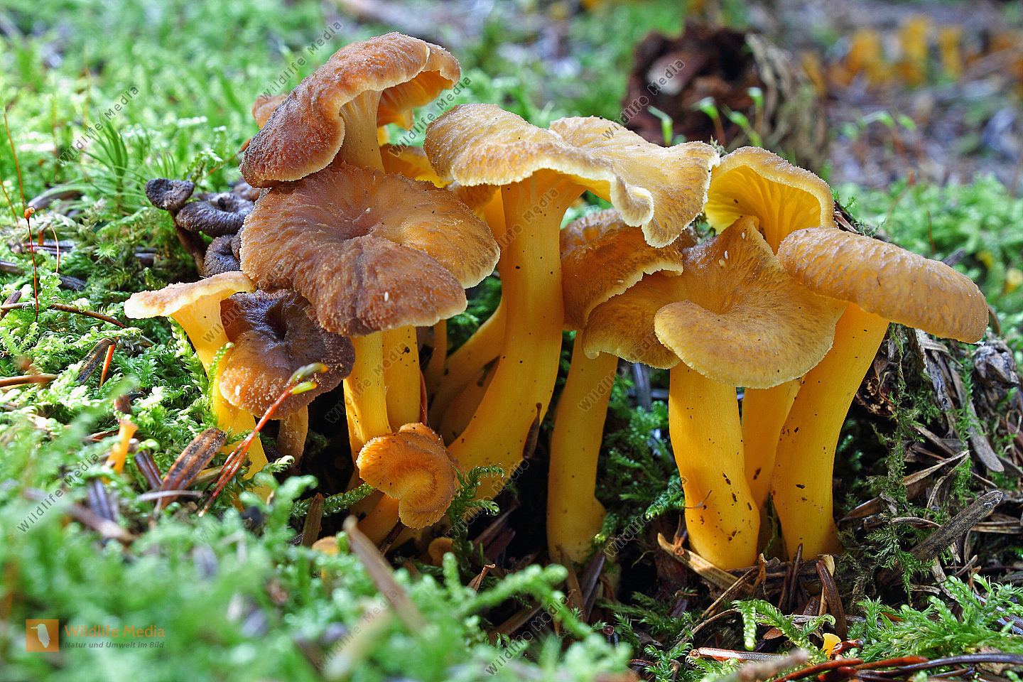 Bestellen - Starkriechender Pfifferling (Craterellus lutescens) in ...