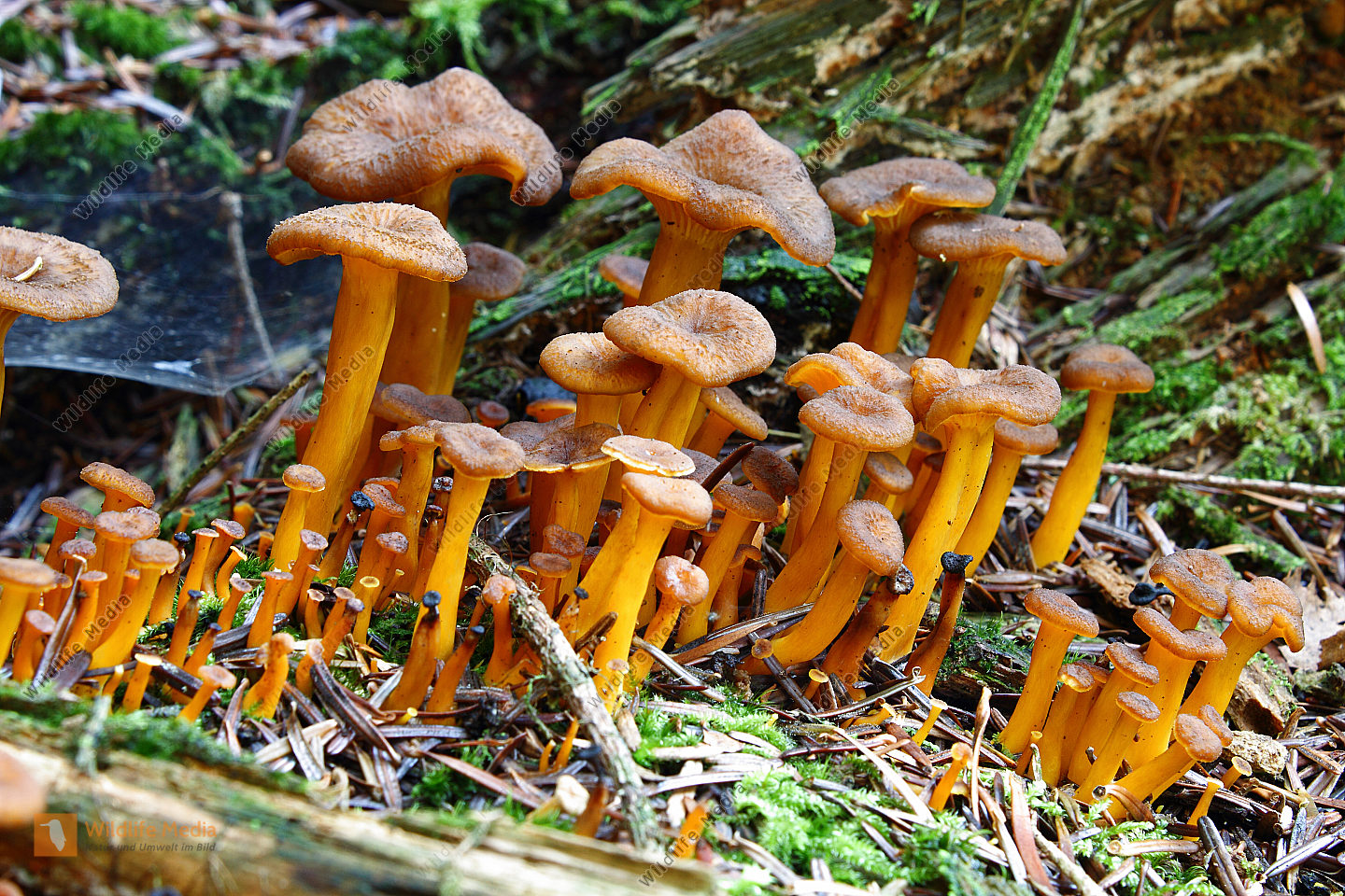 Bestellen - Starkriechender Pfifferling (Craterellus lutescens) in ...