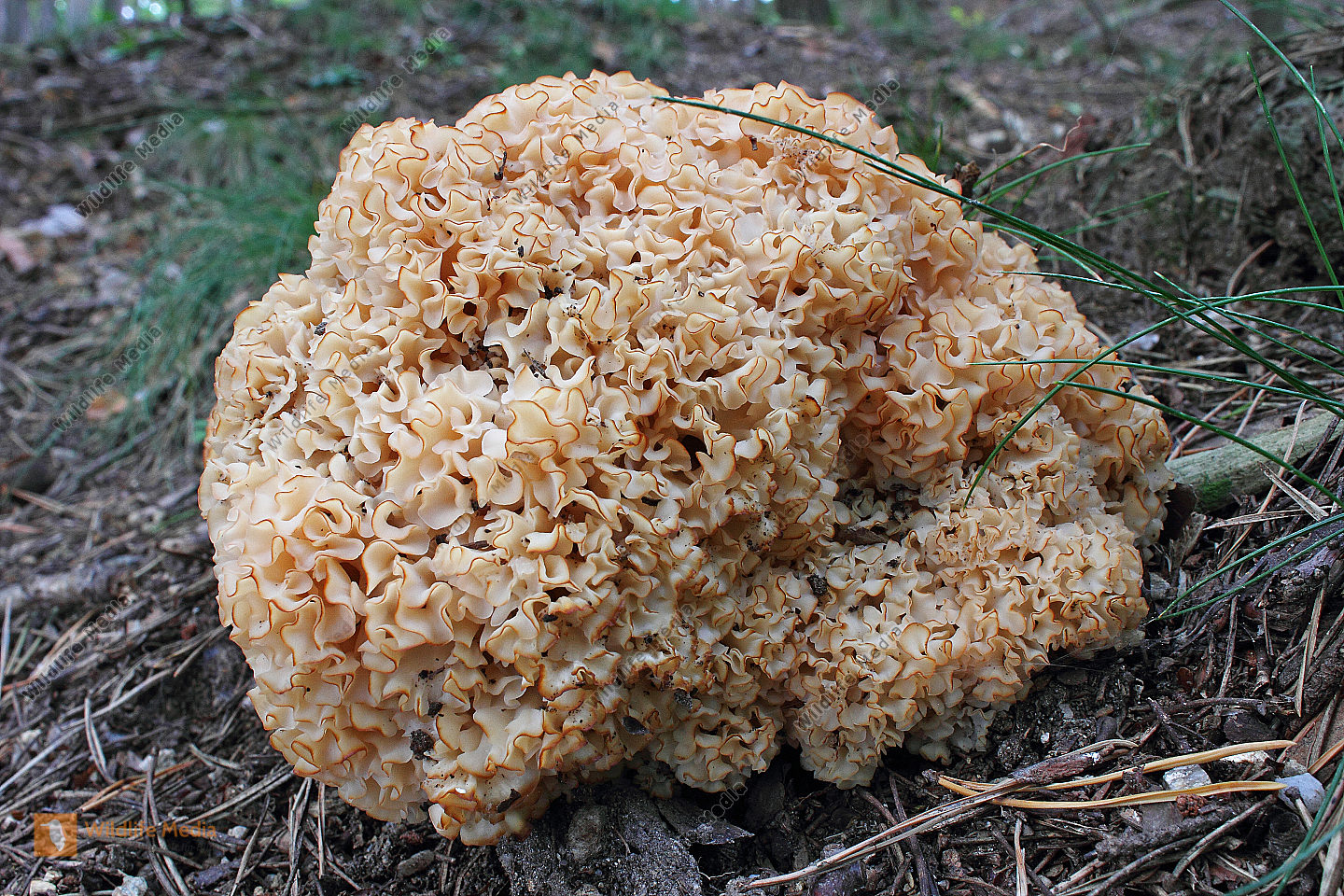 Bestellen - Krause Glucke (Sparassis crispa) in freier Wildbahn ...