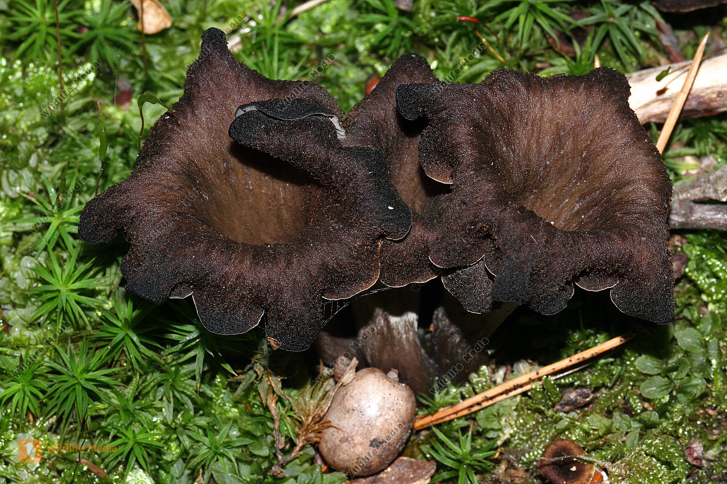 Bestellen - Totentrompete (Craterellus cornucopioides) in freier ...