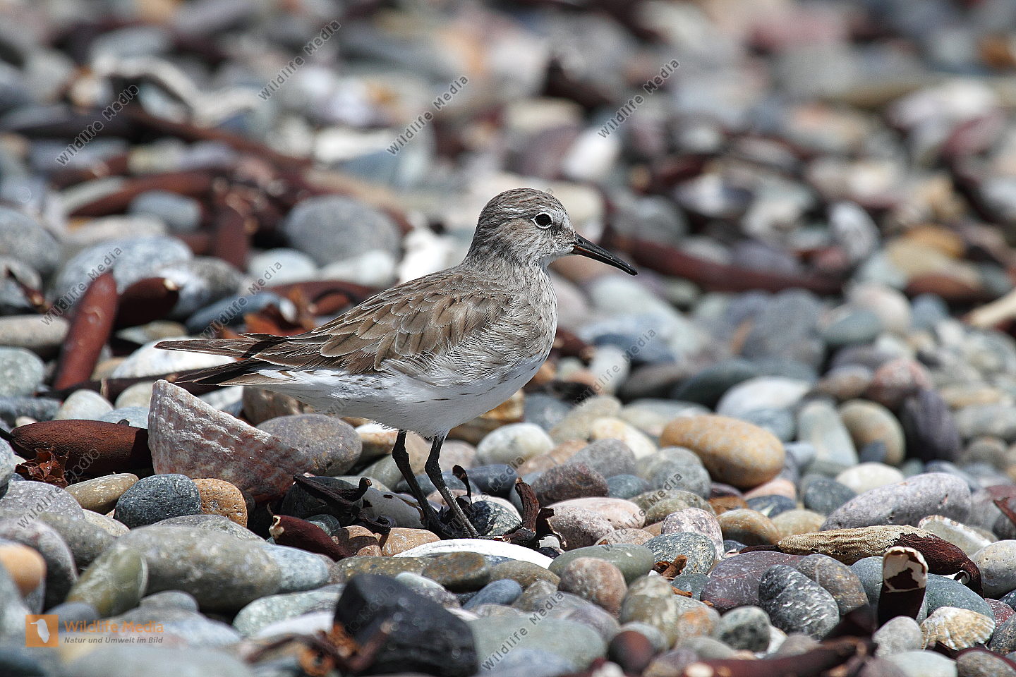 Baird Strandläufer Bild bestellen Naturbilder bei Wildlife Media
