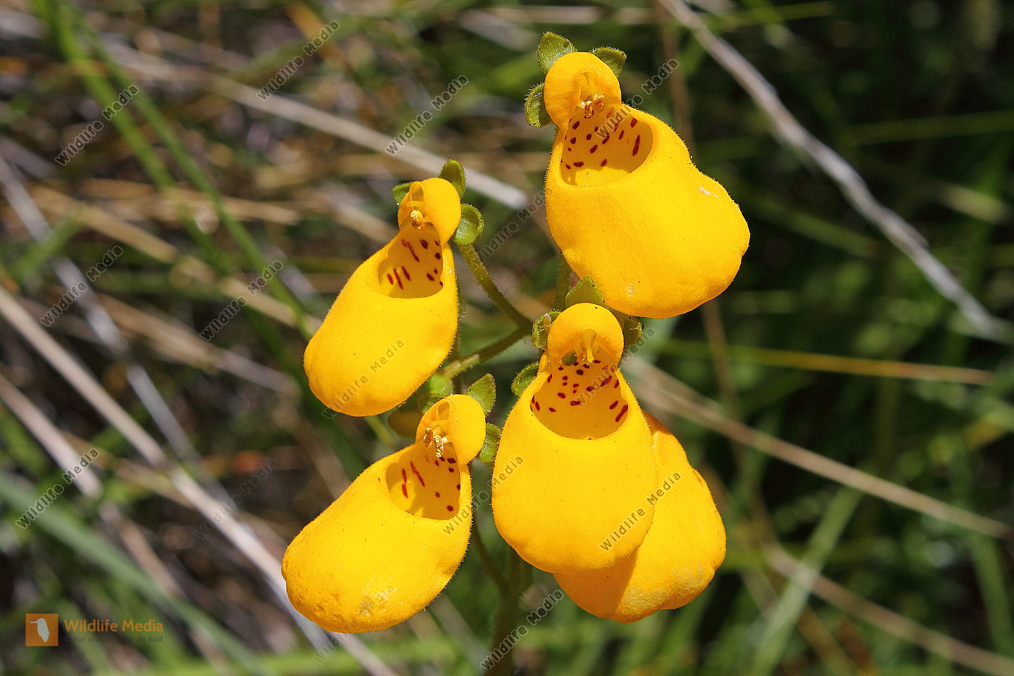 Pantoffelblume Bild bestellen Naturbilder bei Wildlife Media