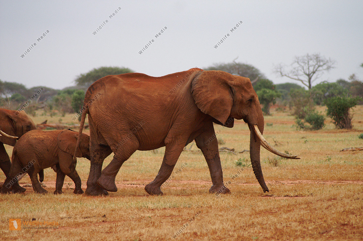 Afrika