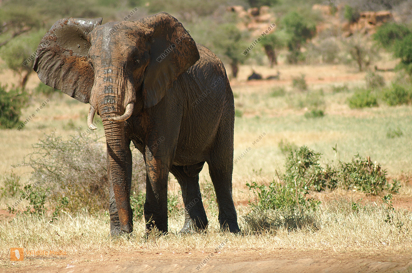 Afrika