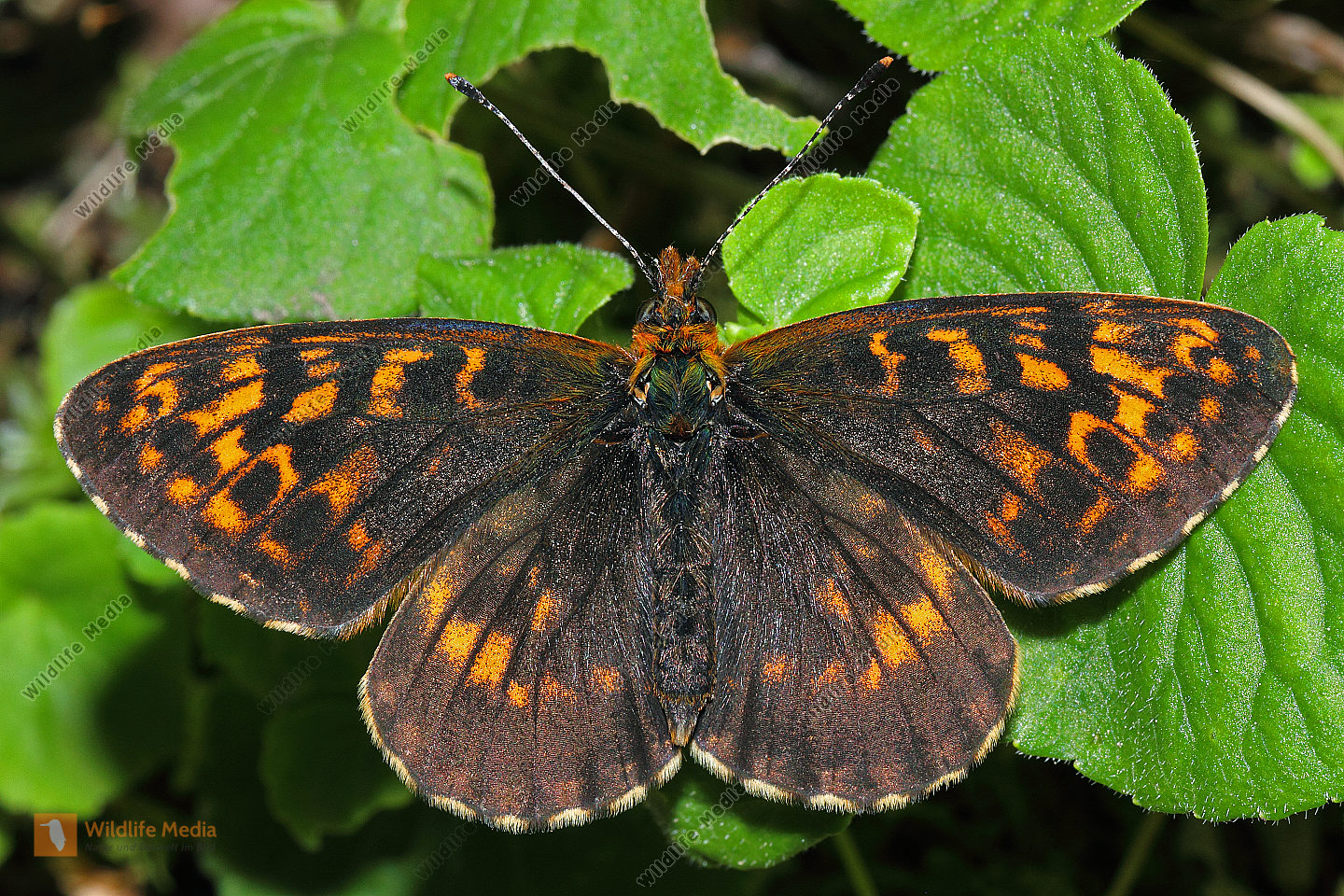 Bestellen AlpenPerlmuttfalter (Boloria thore) in freier Wildbahn