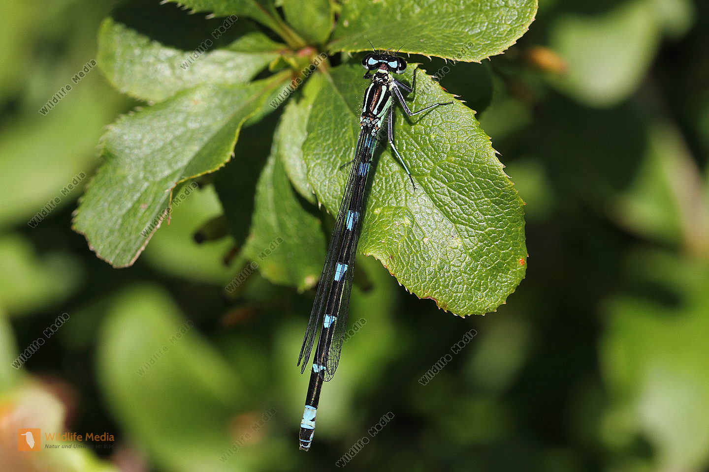 Bestellen FledermausAzurjungfer (Coenagrion pulchellum) in freier