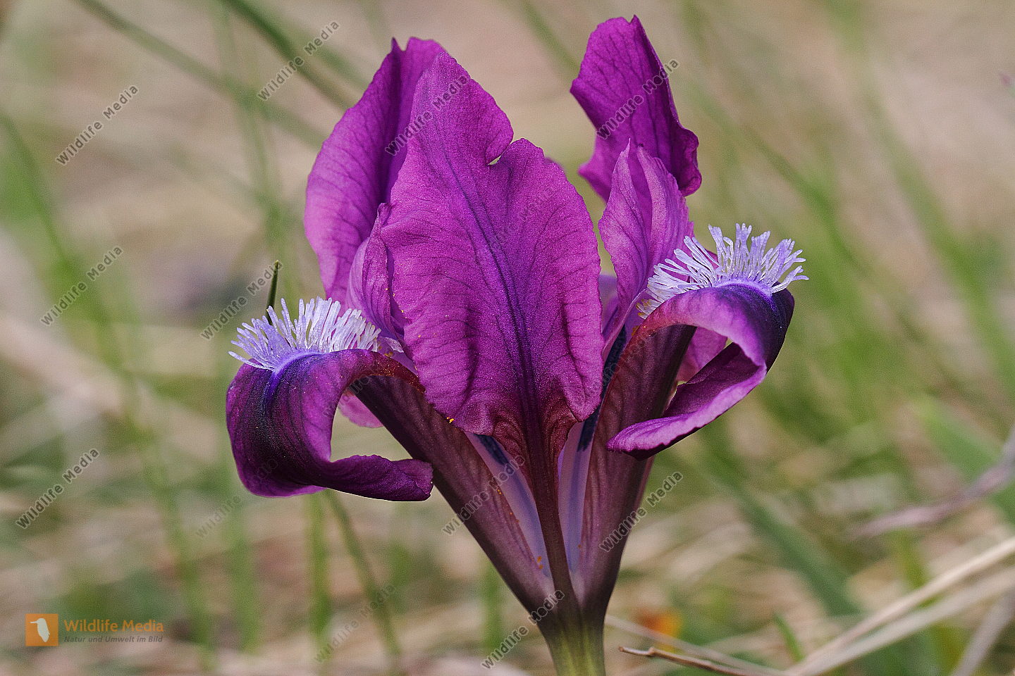 Zwergiris Bild bestellen Naturbilder bei Wildlife Media