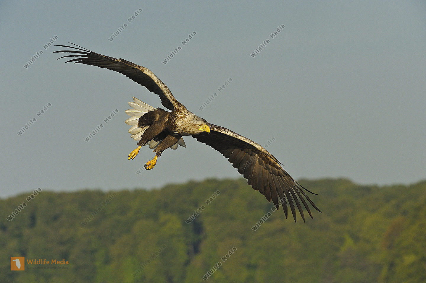 Accipitridae Bild bestellen Naturbilder bei Wildlife Media