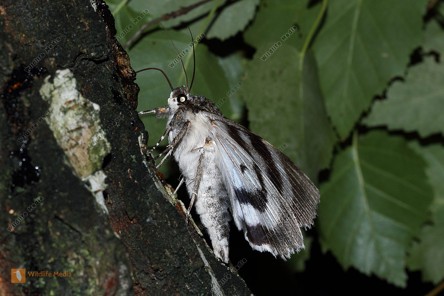 Blaues Ordensband Bild bestellen Naturbilder bei Wildlife Media