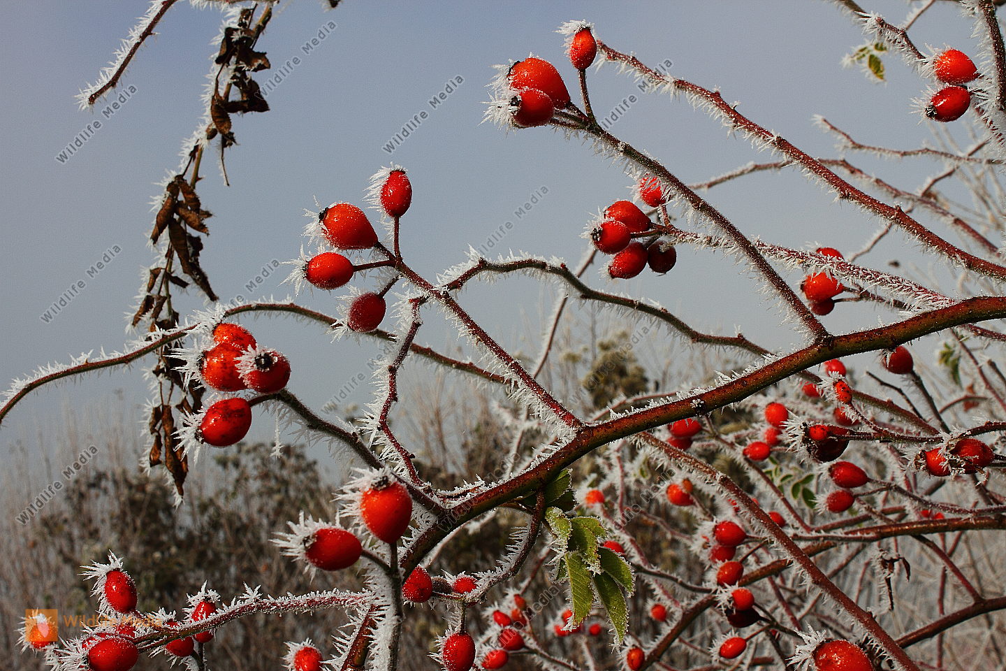 Heckenrose Bild bestellen Naturbilder bei Wildlife Media
