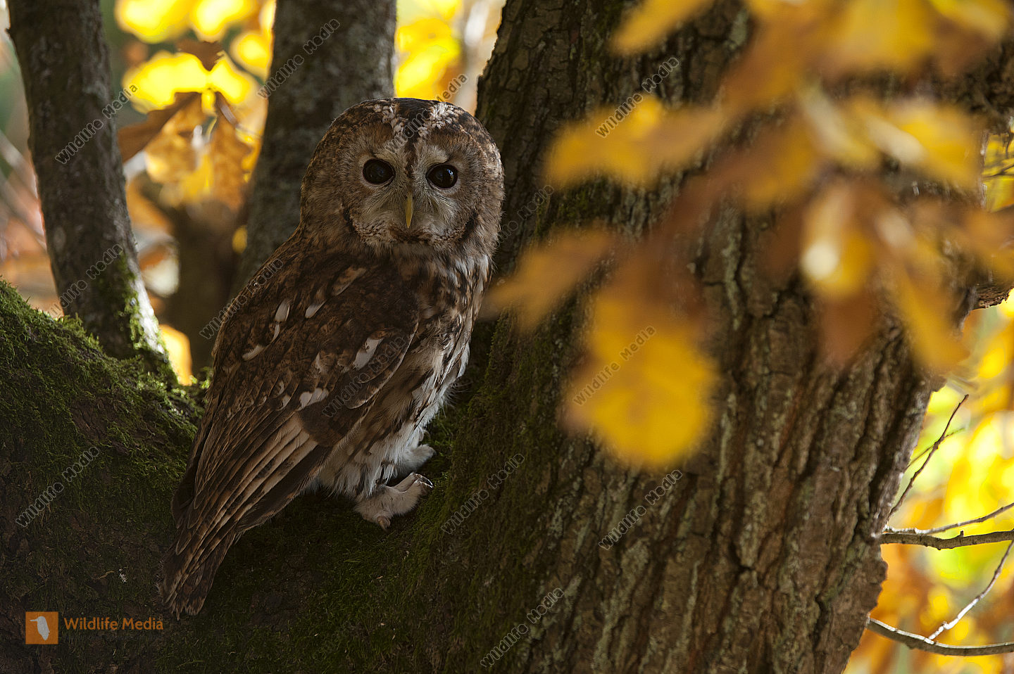 Waldkauz Bild bestellen Naturbilder bei Wildlife Media