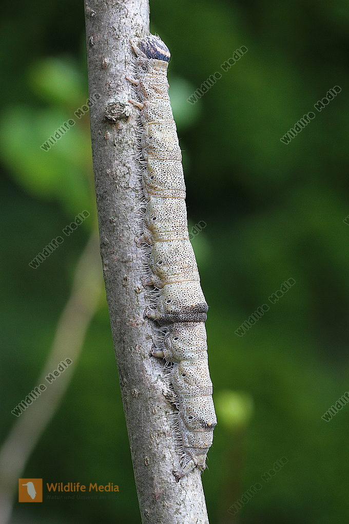 Blaues Ordensband Raupe Bild bestellen Naturbilder bei Wildlife Media