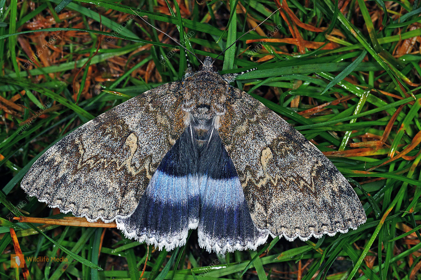 blaues ordensband Bilder Wildlife Media Bildagentur Natur und