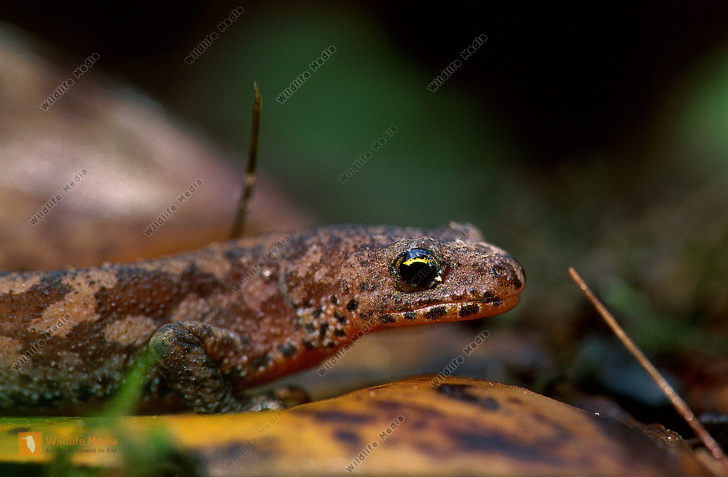 Teichmolch Weibchen Bild bestellen Naturbilder bei Wildlife Media