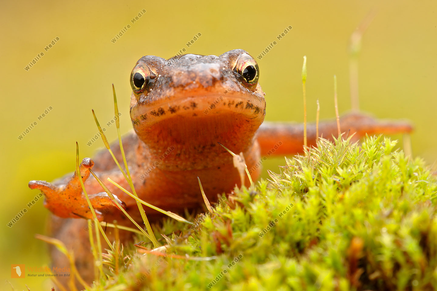 TeichmolchTriturusvulgaris Bild bestellen Naturbilder bei Wildlife