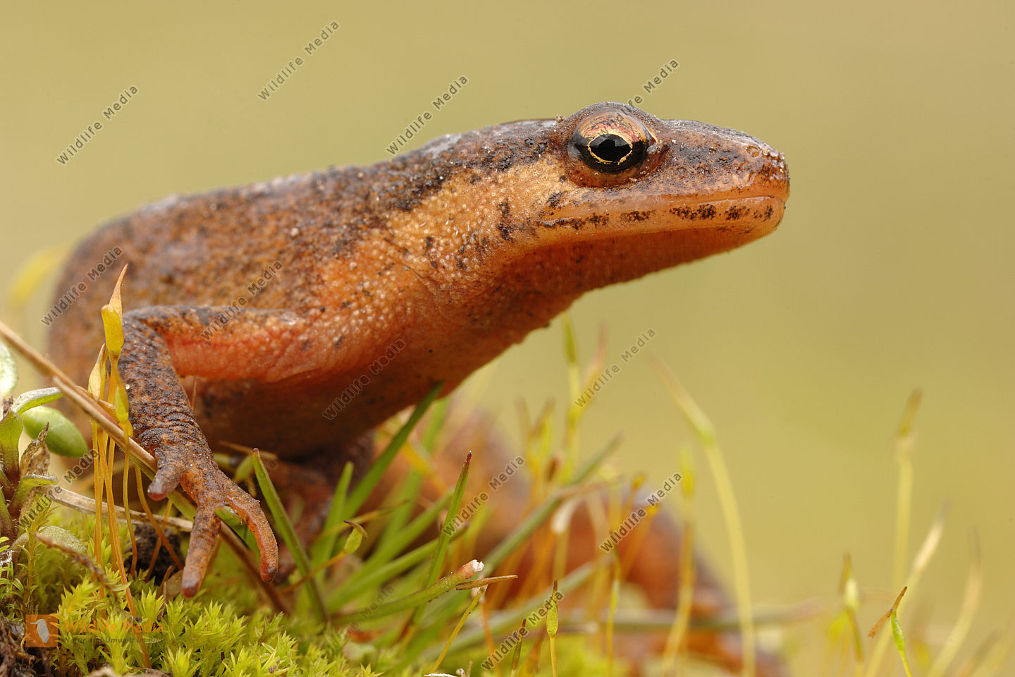 TeichmolchTriturusvulgaris Bild bestellen Naturbilder bei Wildlife