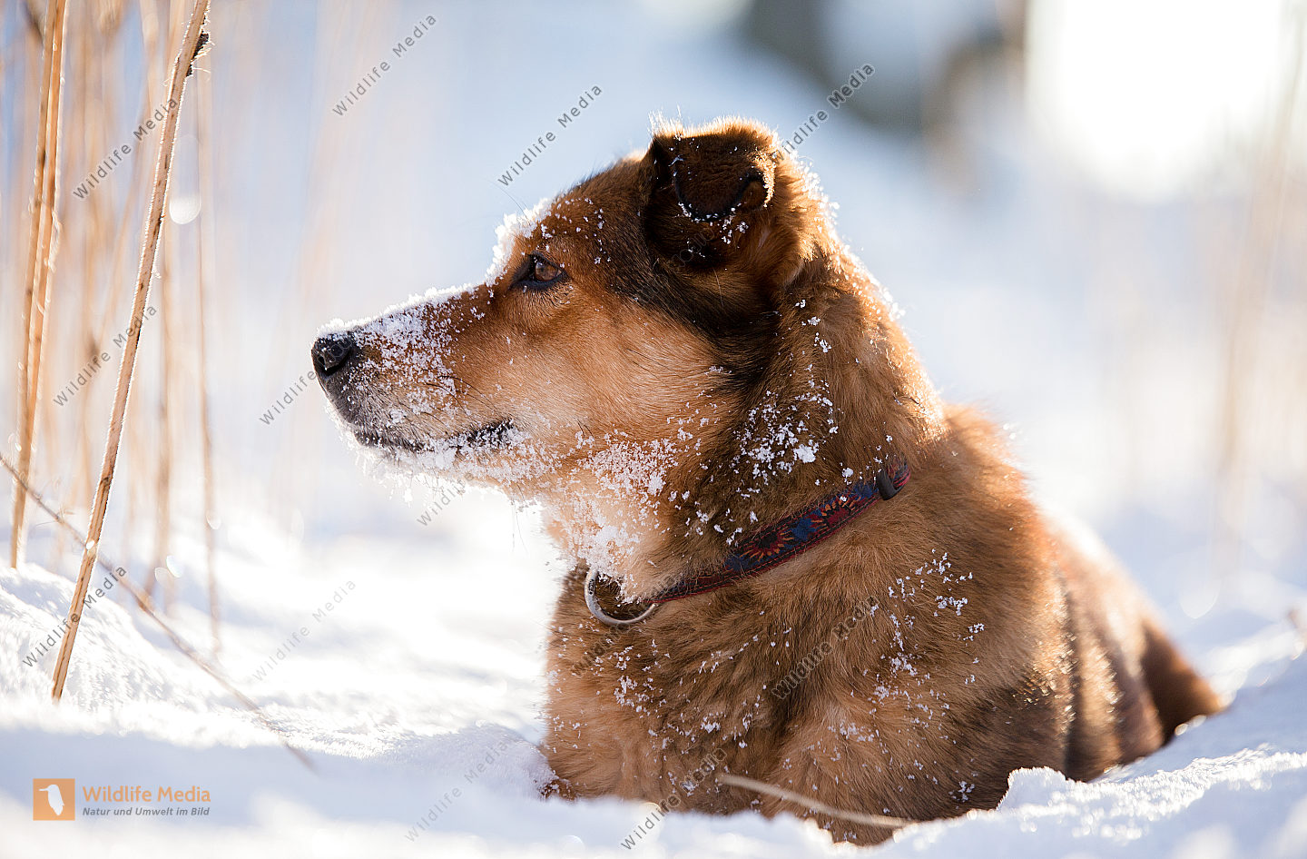 Bestellen Hund (Hund) Bild Bildagentur