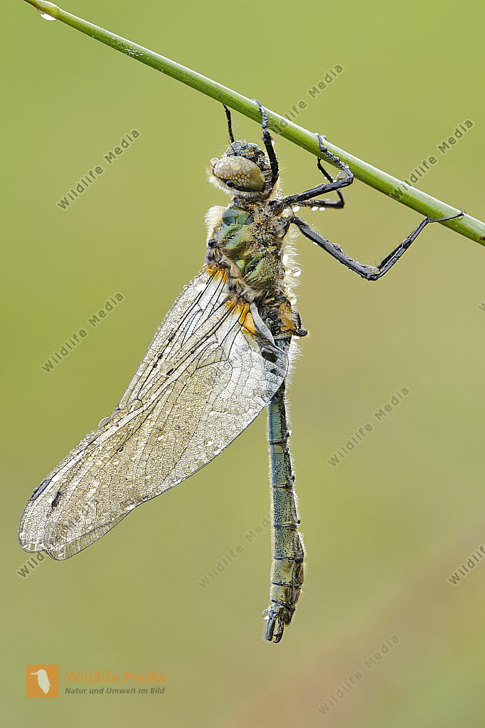 Falkenlibelle Bild bestellen Naturbilder bei Wildlife Media