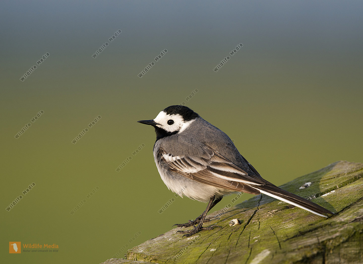 Bachstelze Bild Bestellen Naturbilder Bei Wildlife Media