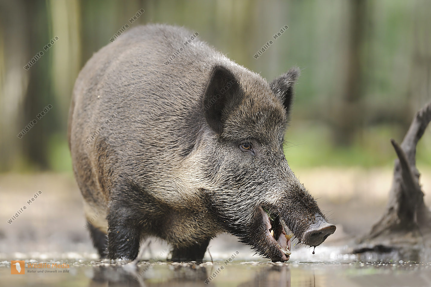 Bestellen - Wildschwein (Sus scrofa) in freier Wildbahn - Bildagentur