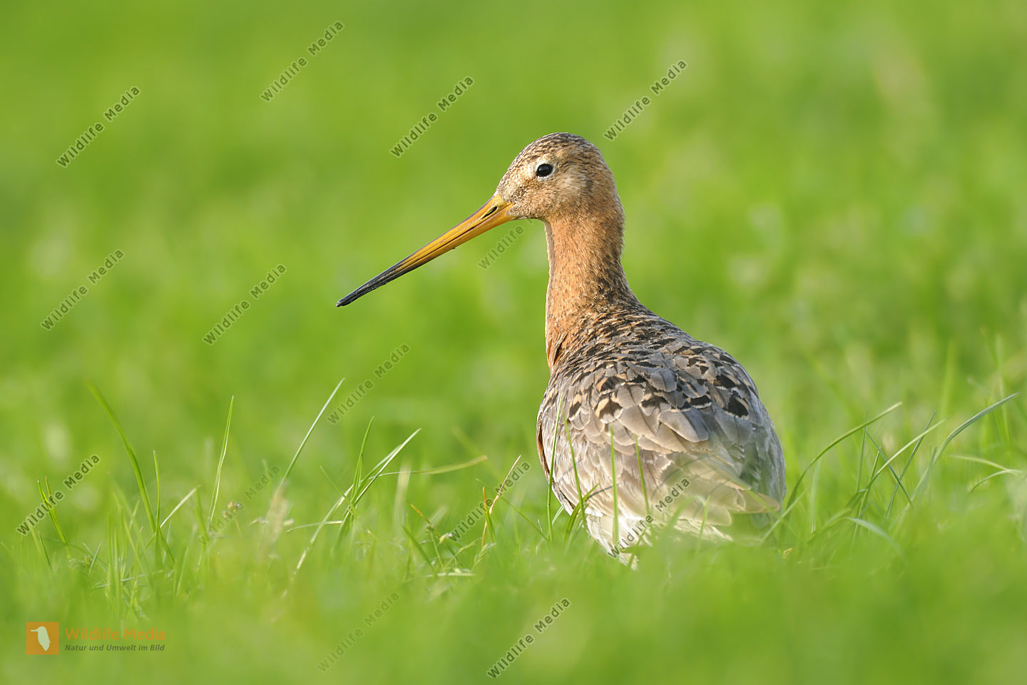 Uferschnepfe-Limosa-limosa
