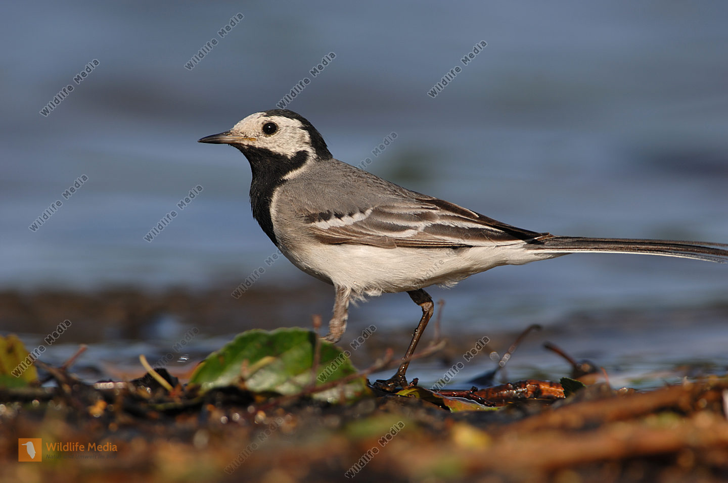 Bestellen Bachstelze Motacilla Alba In Freier Wildbahn Bildagentur