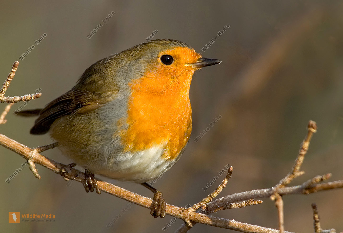 Rotkehlchen-Erithacus-rubecula
