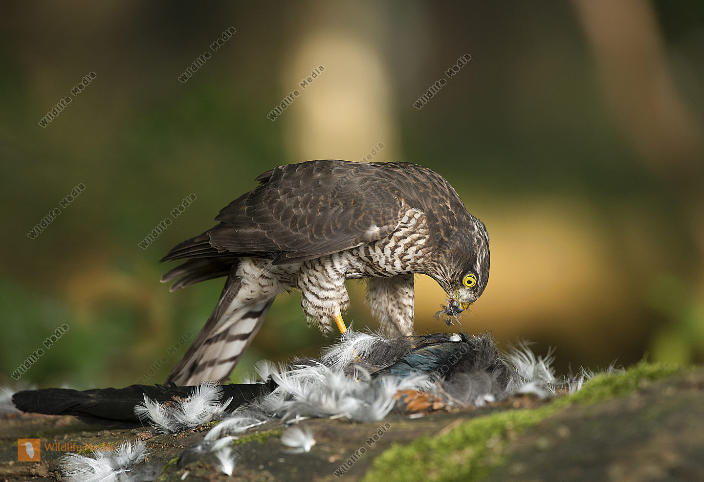 Sperber Accipiter Dubius M nnchen Im Flug Bild Bestellen Naturbilder 