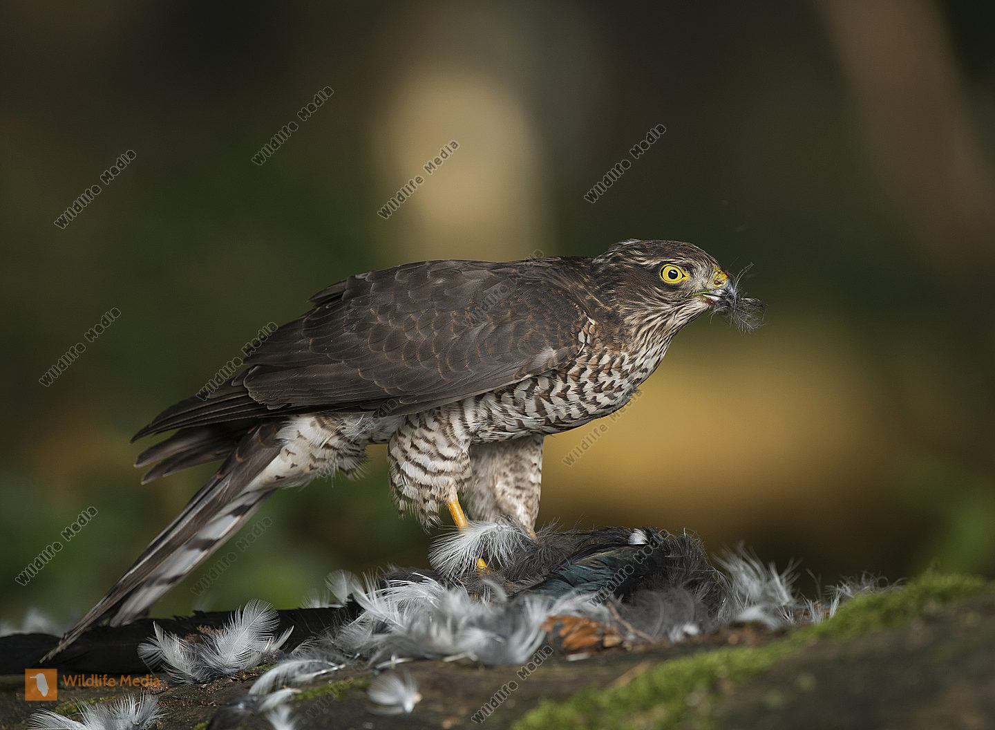 Sperber Accipiter Dubius M nnchen Im Flug Bild Bestellen Naturbilder 
