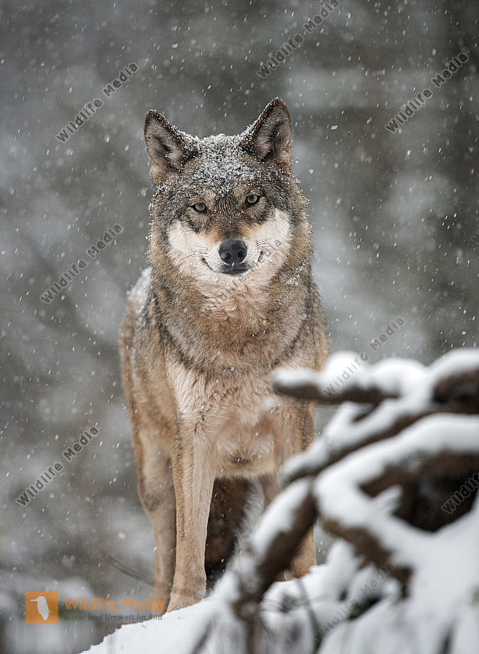 Wolf